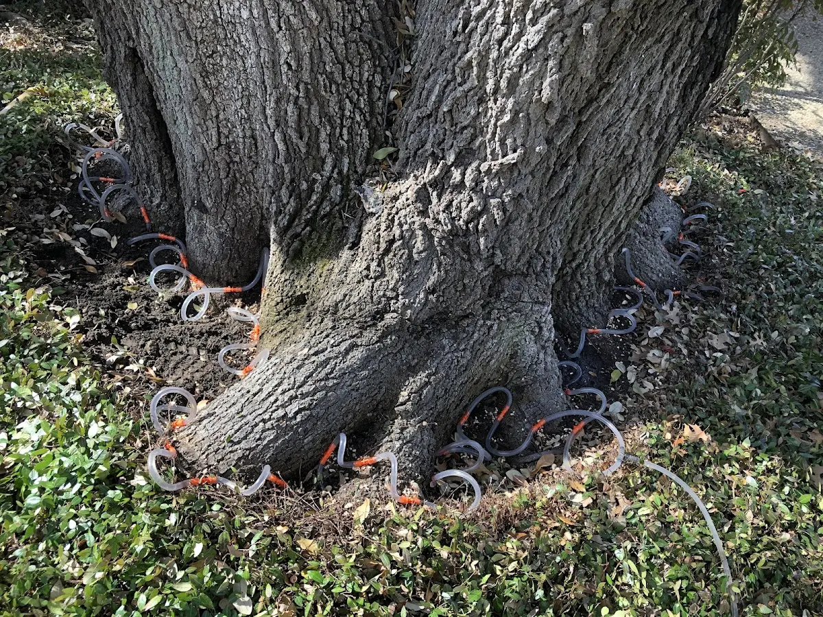 Detailed Tree Cabling and Bracing job site in Harrellsville